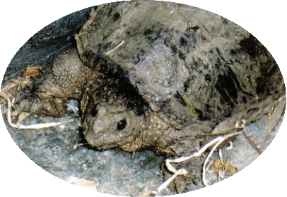 gturtle.gif